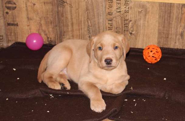 Welpen Bilder !-Beitrag-Bild