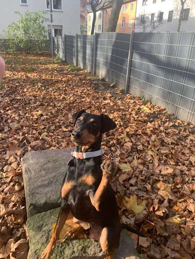 Liebhaber des Deutschen Pinscher gesucht.-Beitrag-Bild