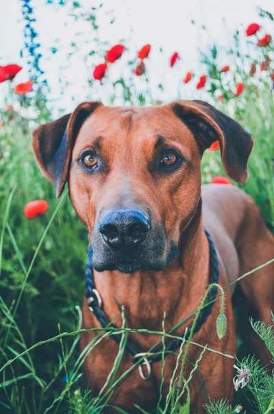 Hundetreffen-Gassirunde mit Spiel-Bild