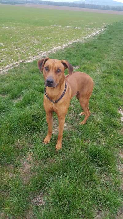 Hundetreffen-Suche Ridgeback Freundin für meinen Buben-Bild