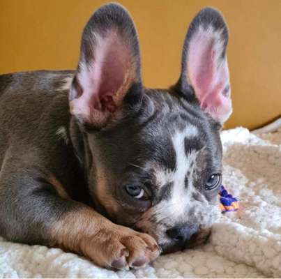 Französische Bulldoggen-Beitrag-Bild