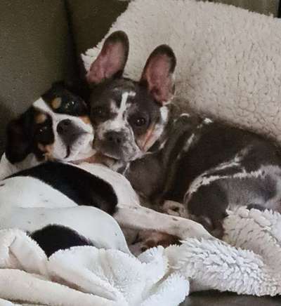 Französische Bulldoggen-Beitrag-Bild