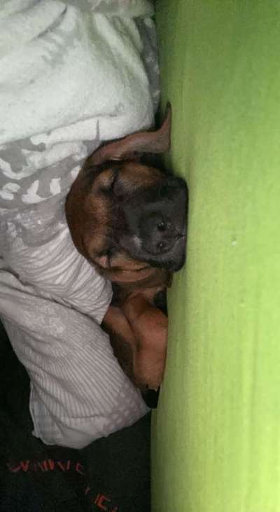 Welpen Bilder !-Beitrag-Bild