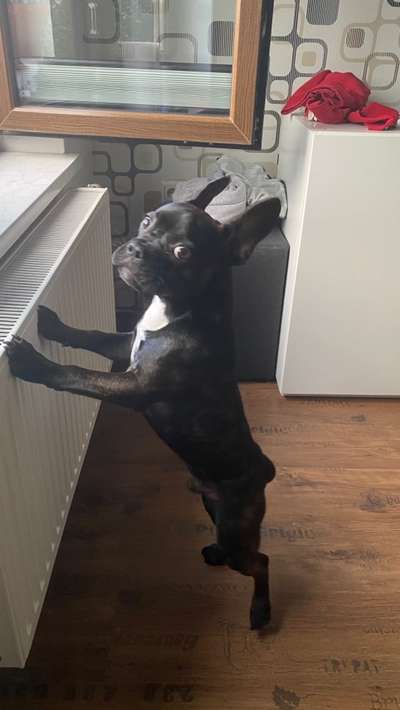 Französische Bulldoggen-Beitrag-Bild