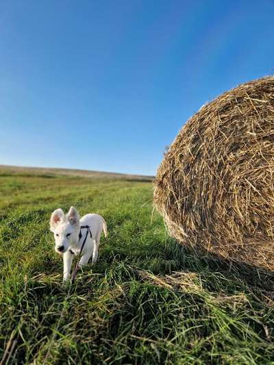 Hundetreffen-Spiel und Spaß zur Sozialsierung und zum austoben-Bild