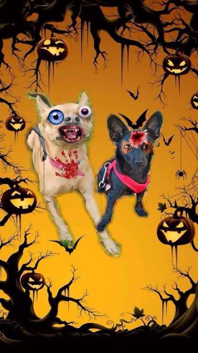 Photoshop und Co.-Beitrag-Bild