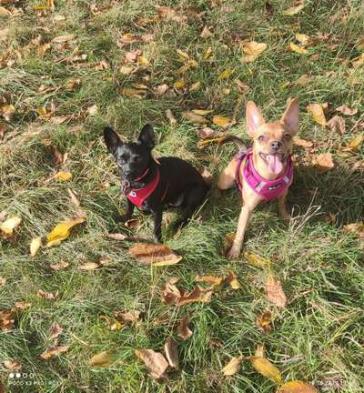 Fotochallenge Nr.105  Glücksmomente-Beitrag-Bild