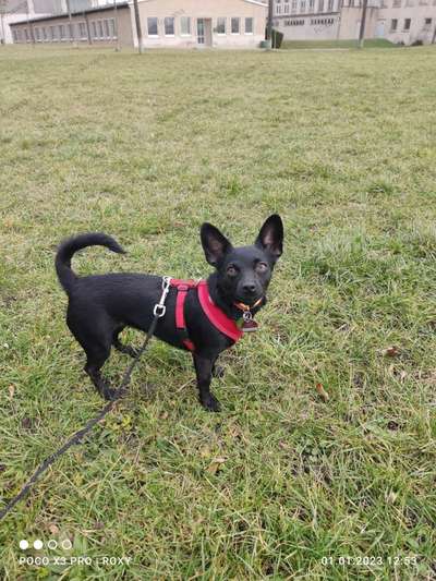 Dogorama Photo Challenge - Portrait-Beitrag-Bild