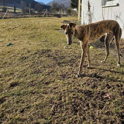 Hundetreffen-Sozialisierung alle Altersklassen willkommen-Bild