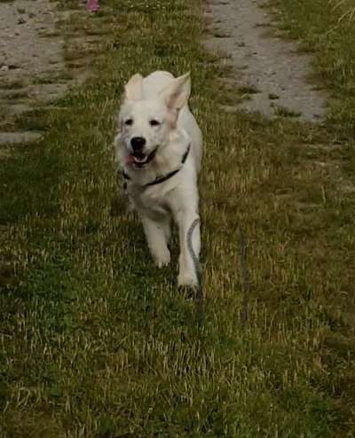 Fotochallenge 66 ~ Rennaction -Zeig deinen Hund im Lauf-Beitrag-Bild