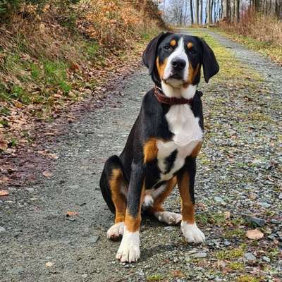 Hundetreffen-Spiel- und Gassi Runde in Oberreifenberg-Bild