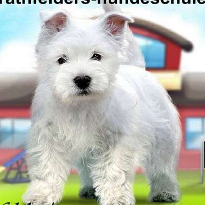 Hundeschulen-Rathfelder's Hundeschule-Bild
