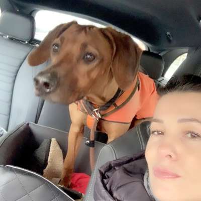 Hundetreffen-Hundetreffen-Profilbild