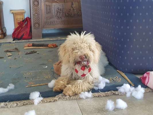 Zeig mir, dass du mit einem hund zusammenlebst....-Beitrag-Bild