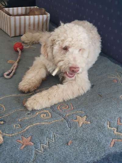 Lagotto Romagnolo Besitzer-Beitrag-Bild