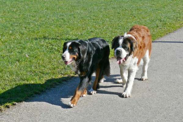 Die Dogorama Wochen Challenge "Friends will be Friends"-Beitrag-Bild