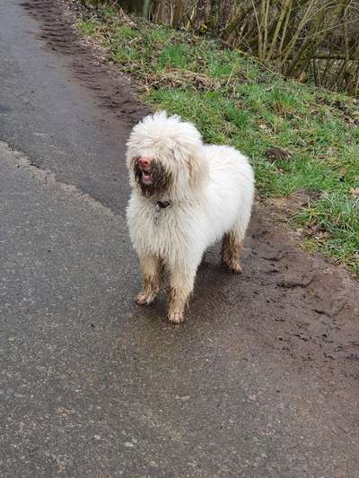 Zeig mir, dass du mit einem hund zusammenlebst....-Beitrag-Bild
