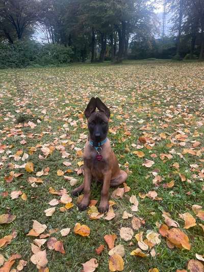 Hundetreffen-Welpentreffen-Bild