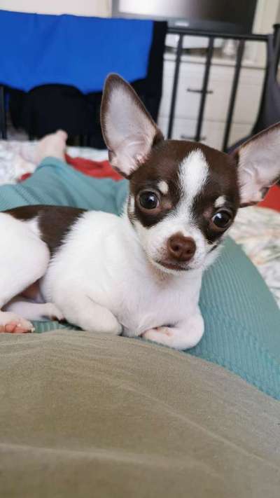 Hundetreffen-Chihuahua gesucht 🙂-Bild