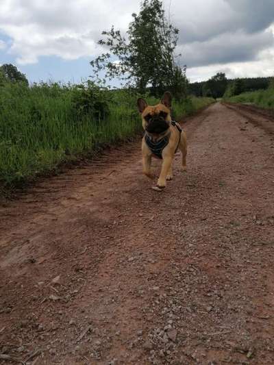 Hundetreffen-Freund/in für Dino gesucht.-Bild