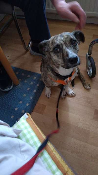 TierschutzhundeStammtisch🐕-Beitrag-Bild