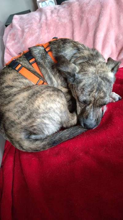 TierschutzhundeStammtisch🐕-Beitrag-Bild