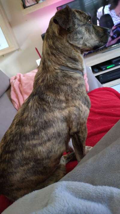 TierschutzhundeStammtisch🐕-Beitrag-Bild