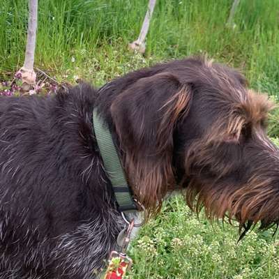 Hundetreffen-Treffen in der Nähe von Biberach-Bild