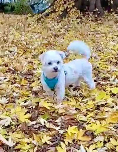 Hundetreffen-Gassirunde für kleine Hunde in Stade-Bild