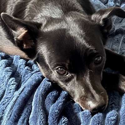 Hundetreffen-Hundetreffen Nähe Kevelohstraße