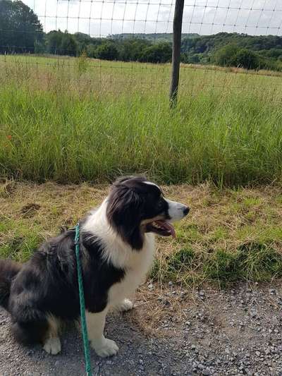 Dein Hund im Dogorama-Kalender 2021-Beitrag-Bild