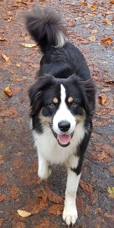 Dein Hund im Dogorama-Kalender 2021-Beitrag-Bild