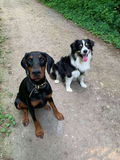 Dein Hund im Dogorama-Kalender 2021-Beitrag-Bild