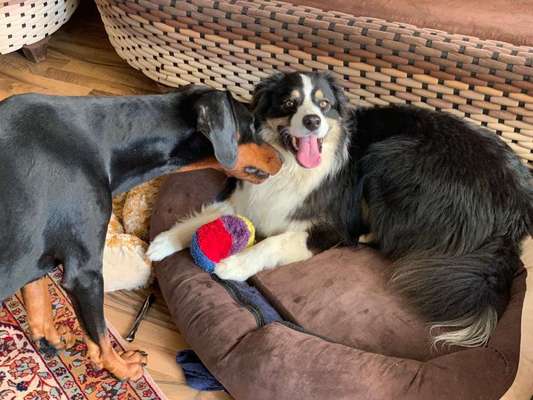 Die Dogorama Wochen Challenge "Friends will be Friends"-Beitrag-Bild