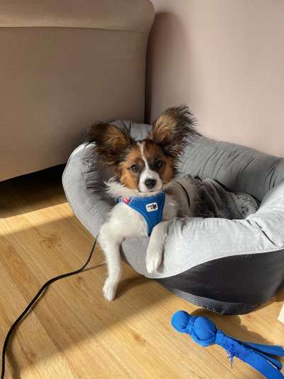 Wo sind die Papillon Besitzer?-Beitrag-Bild