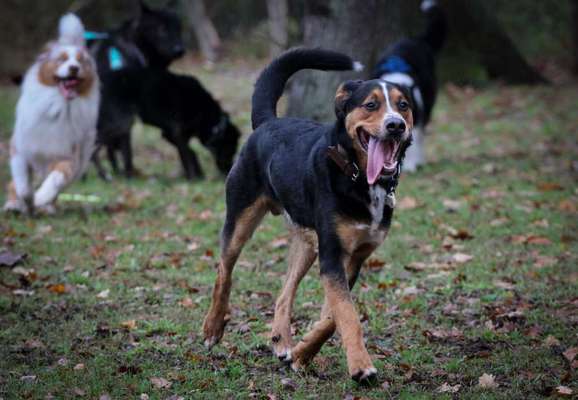 Fotochallenge Nr. 59 - Mein Hund zeigt die Zunge-Beitrag-Bild