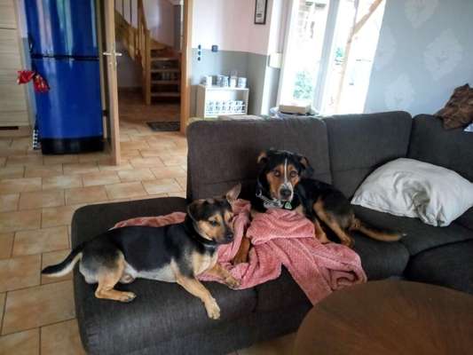 Bester Freund, Hundekumpel - zeigt her!-Beitrag-Bild