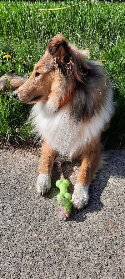 Collies gesucht-Beitrag-Bild