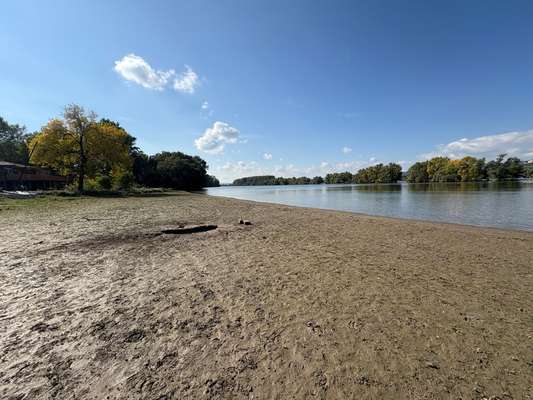 Hundeauslaufgebiet-Hundestrand Ingelheim-Bild