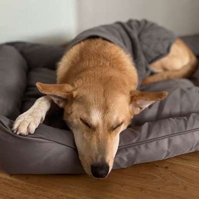 Hundetreffen-Kennenlernen-Bild