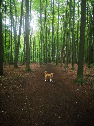 Hundeauslaufgebiet-Speldorfer Wald-Bild