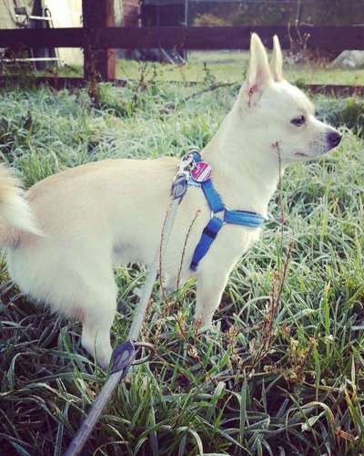 Dein Hund im Dogorama-Kalender 2021-Beitrag-Bild