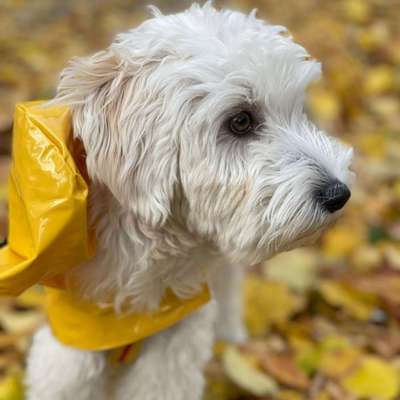 Hundetreffen-Spazieren🐕🦮-Bild
