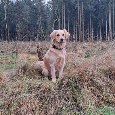 Hundetreffen-Spaziergang Heide Umgebung-Bild