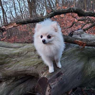 Hundetreffen-Minihunde Spiel- und Gassirunden in Eidelstedt-Bild