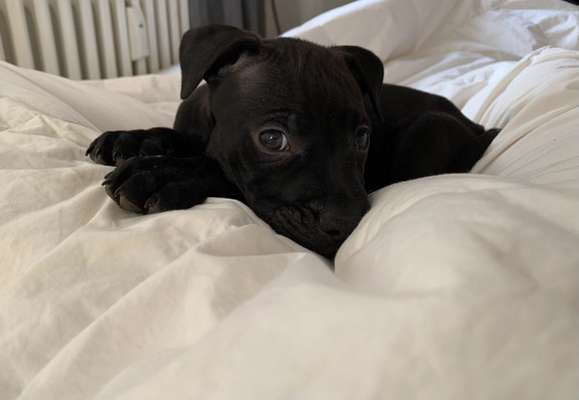 Welpen Bilder !-Beitrag-Bild