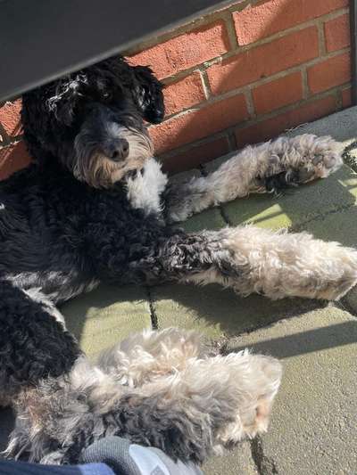 Berner Sennen-Beitrag-Bild