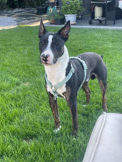 Standard Bullterrier-Beitrag-Bild