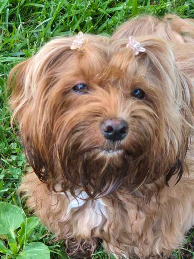 Hundetreffen-Würden uns gerne mit anderen kleineren Hunden treffen !-Bild