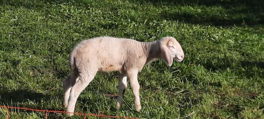 Die wunderschöne Welt mit Hund.-Beitrag-Bild